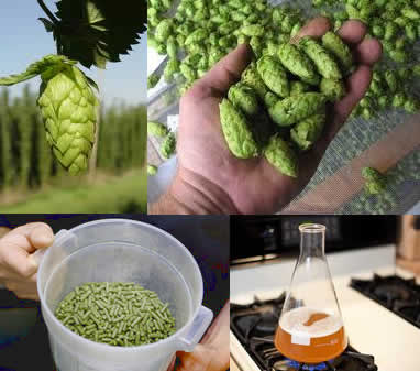 Experimental Hop and Yeast