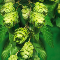 Growing Hops at Home
