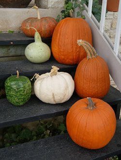 Pumpkin Beer