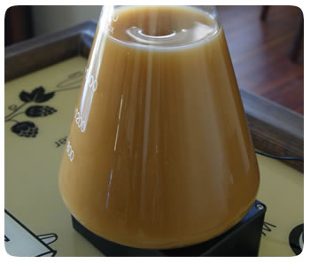 Yeast starter on a stir plate